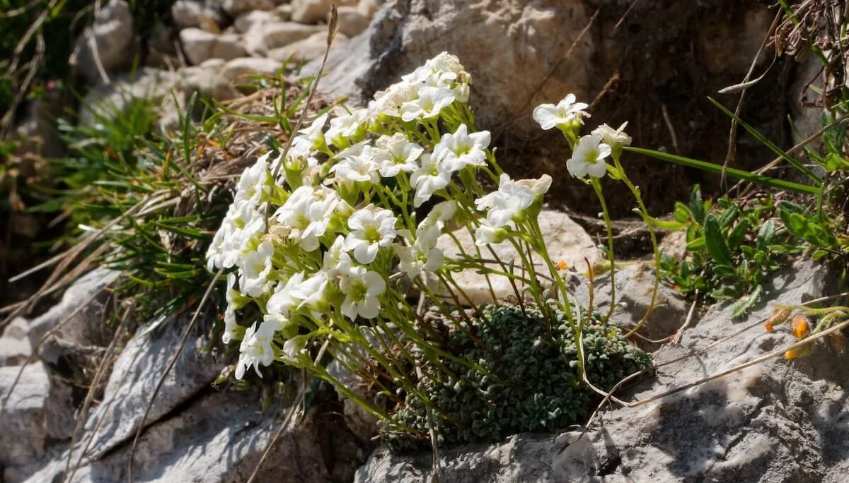 Julische Alpen Juli 2022 | © DAV Markt Schwaben | Foto Lutz Gründel