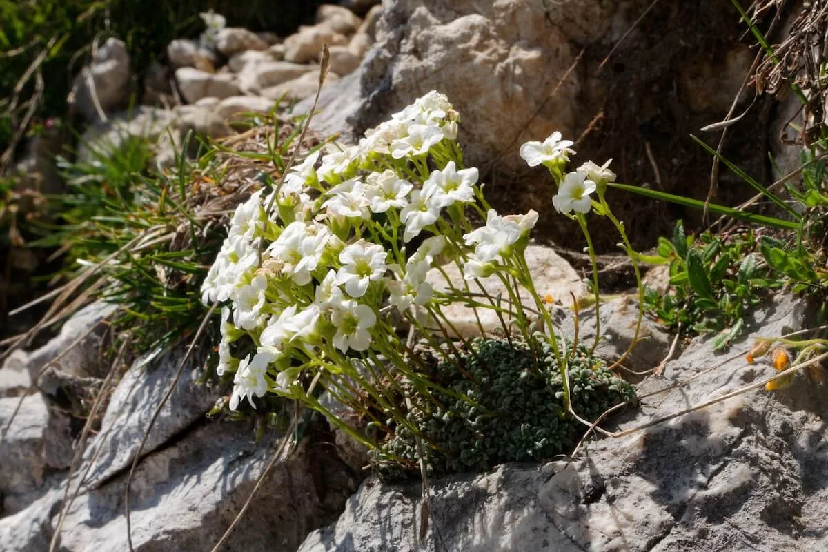Julische Alpen Juli 2022 | © DAV Markt Schwaben | Foto Lutz Gründel
