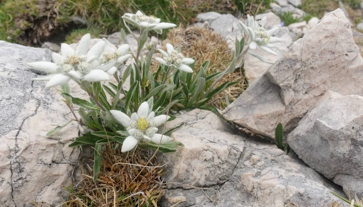 Julische Alpen Juli 2022 | © DAV Markt Schwaben | Foto Lutz Gründel