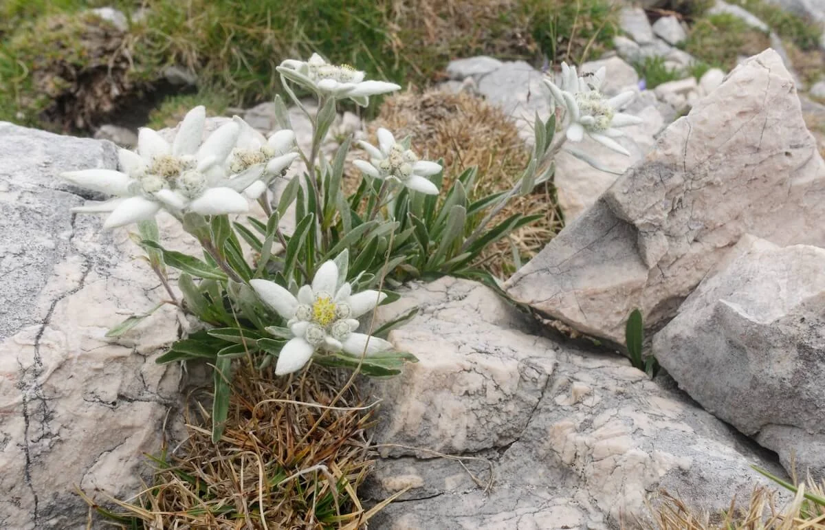 Julische Alpen Juli 2022 | © DAV Markt Schwaben | Foto Lutz Gründel