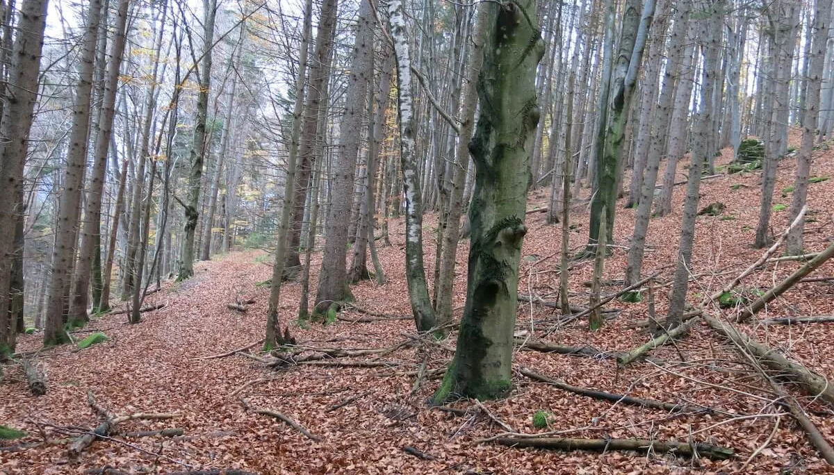 SPIRI Wanderungen November 2022 | © DAV Markt Schwaben | Foto Gerlinde Hübl