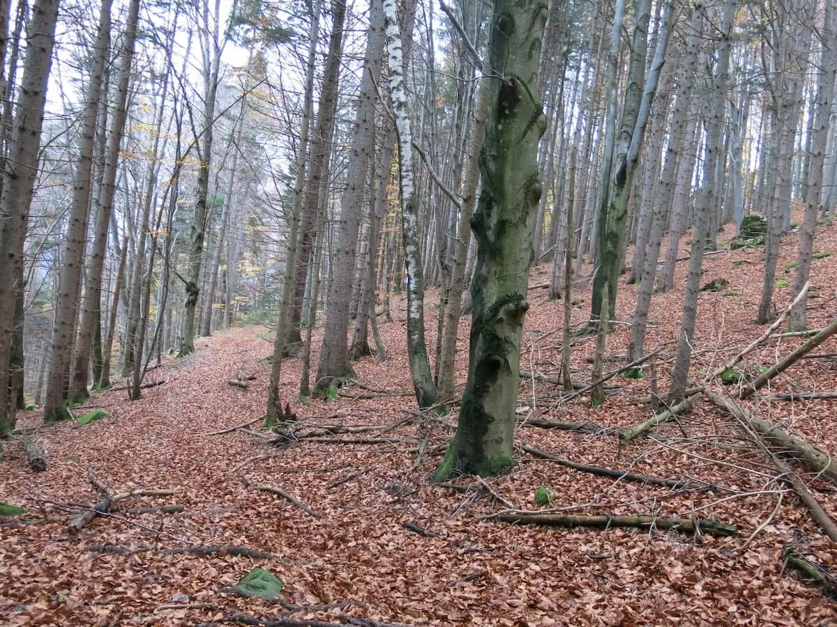 SPIRI Wanderungen November 2022 | © DAV Markt Schwaben | Foto Gerlinde Hübl