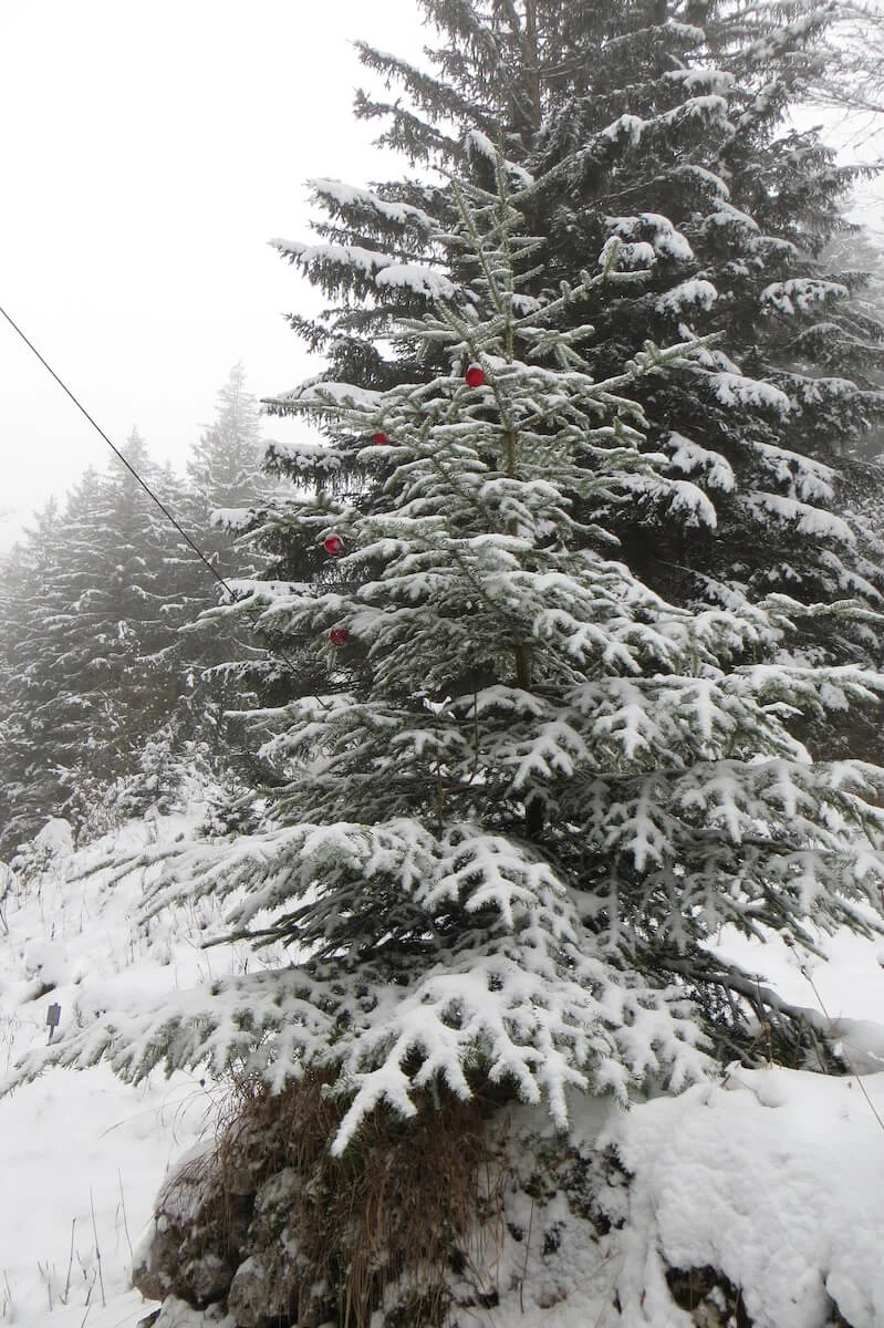 SPIRI Wanderung Dezember 2022 | © DAV Markt Schwaben | Foto Gerlinde Hübl
