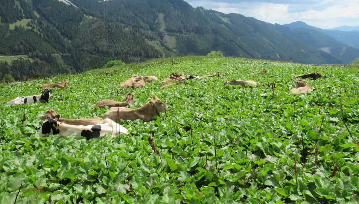 Bergtour in der Steiermark im Hochschwabgebirge - Juli 2024 | © DAV Markt Schwaben | Foto Michael Huber