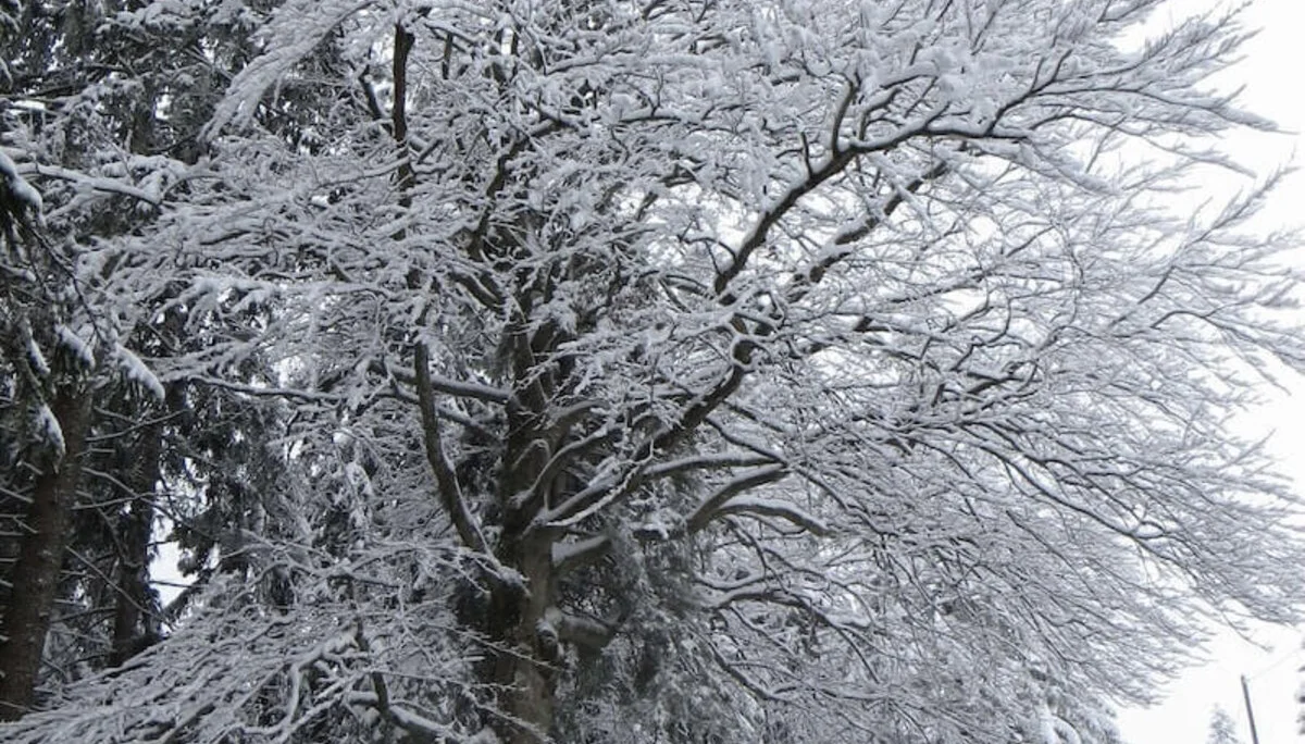 Wandergruppe im verschneiten Wald – Holzunterstand, Wegweiser und Winterstimmung in der Natur erleben. | © DAV Markt Schwaben | Foto Gerlinde Hübl