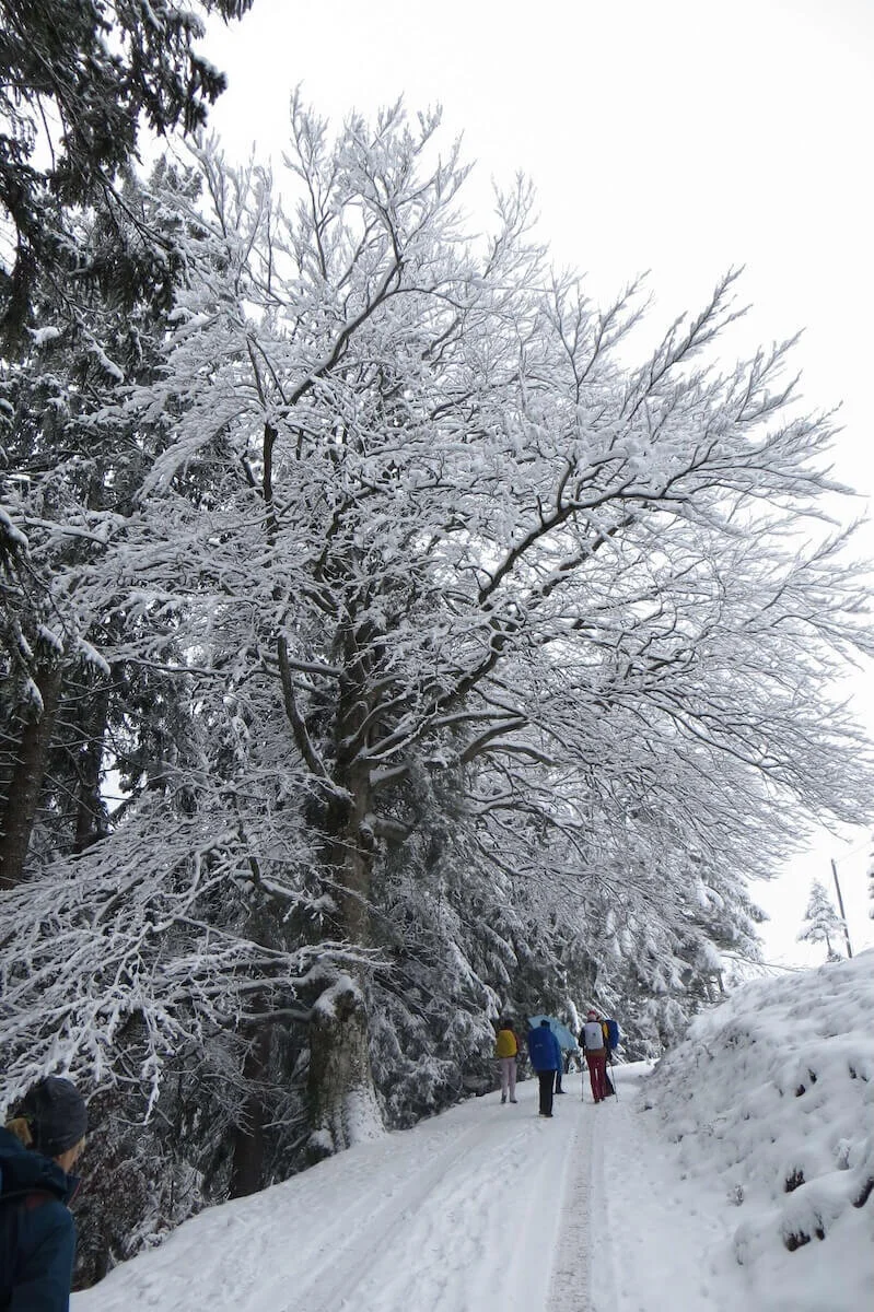 Wandergruppe im verschneiten Wald – Holzunterstand, Wegweiser und Winterstimmung in der Natur erleben. | © DAV Markt Schwaben | Foto Gerlinde Hübl