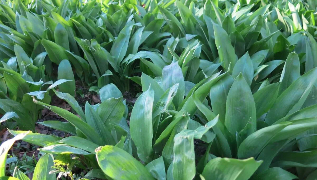 Leuchtend grüner Waldboden kontrastiert mit kahlen Bäumen – eine friedliche Frühlingsszene. | © DAV Markt Schwaben | Foto Erwin Matzinger