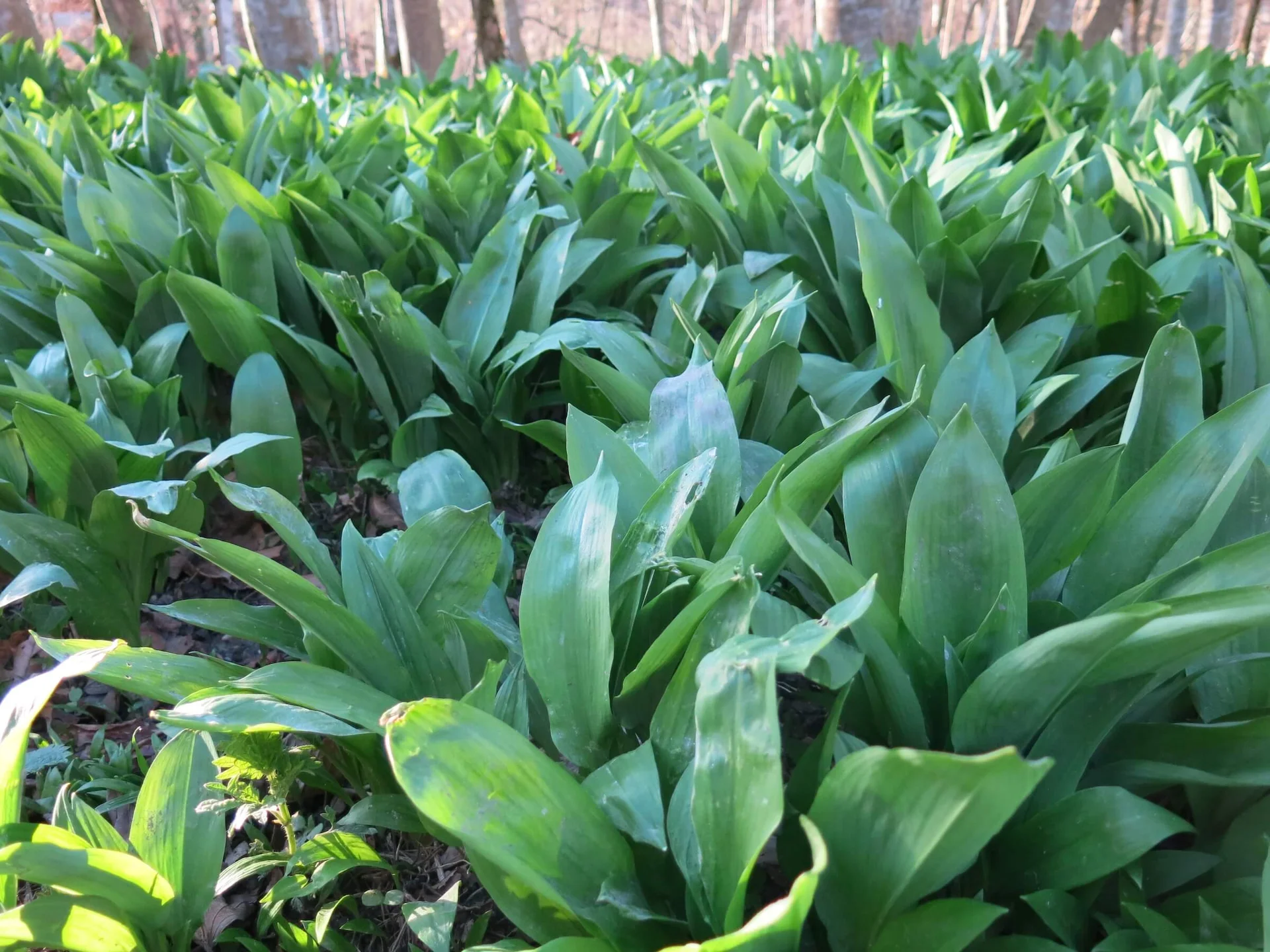 Leuchtend grüner Waldboden kontrastiert mit kahlen Bäumen – eine friedliche Frühlingsszene. | © DAV Markt Schwaben | Foto Erwin Matzinger