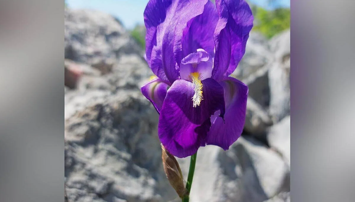 Eine violette Iris mit gelbem Bart blüht vor hellen Felsen; im Hintergrund grünes Laub. | © DAV Markt Schwaben | Foto Lutz Gründel
