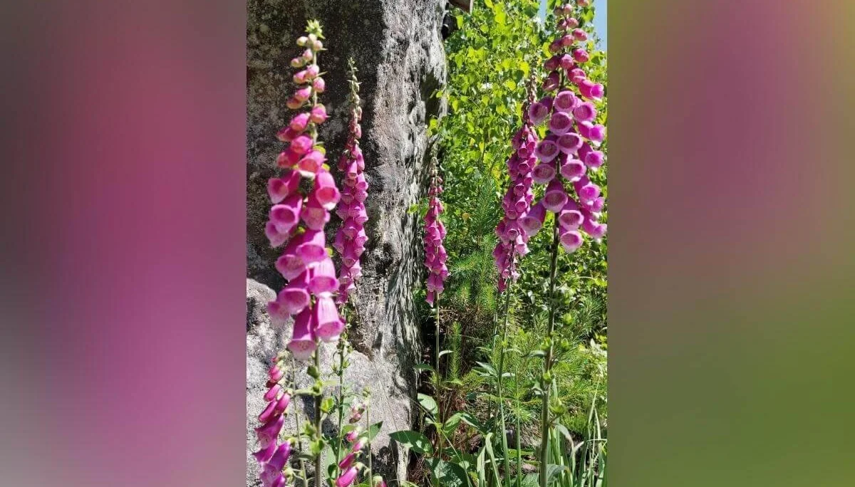 Hohe pinke und violette Fingerhutblüten vor Felsen und Grün, bei sonnigem Wetter im Wald. | © DAV Markt Schwaben | Foto Michaela Haaß