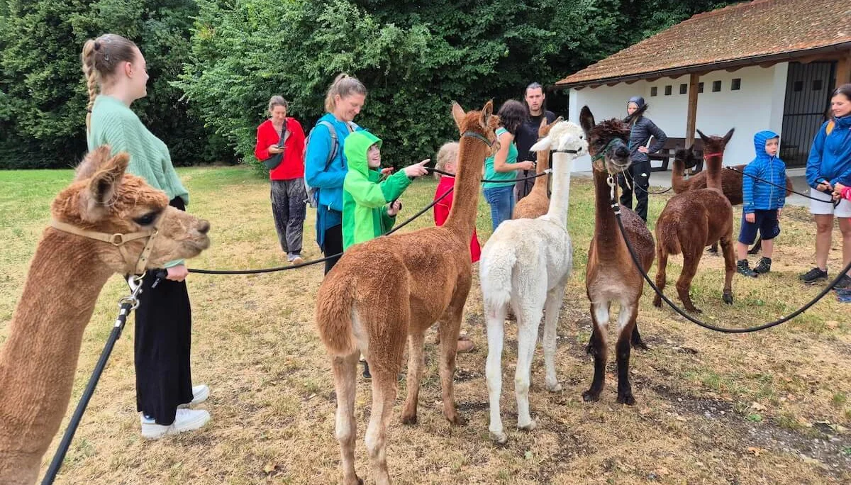 Menschen stehen mit angeleinten Alpakas auf einer Wiese. Kinder und Erwachsene streicheln die Tiere vor einem Landhaus. | © DAV Markt Schwaben | Foto Veronika Lex