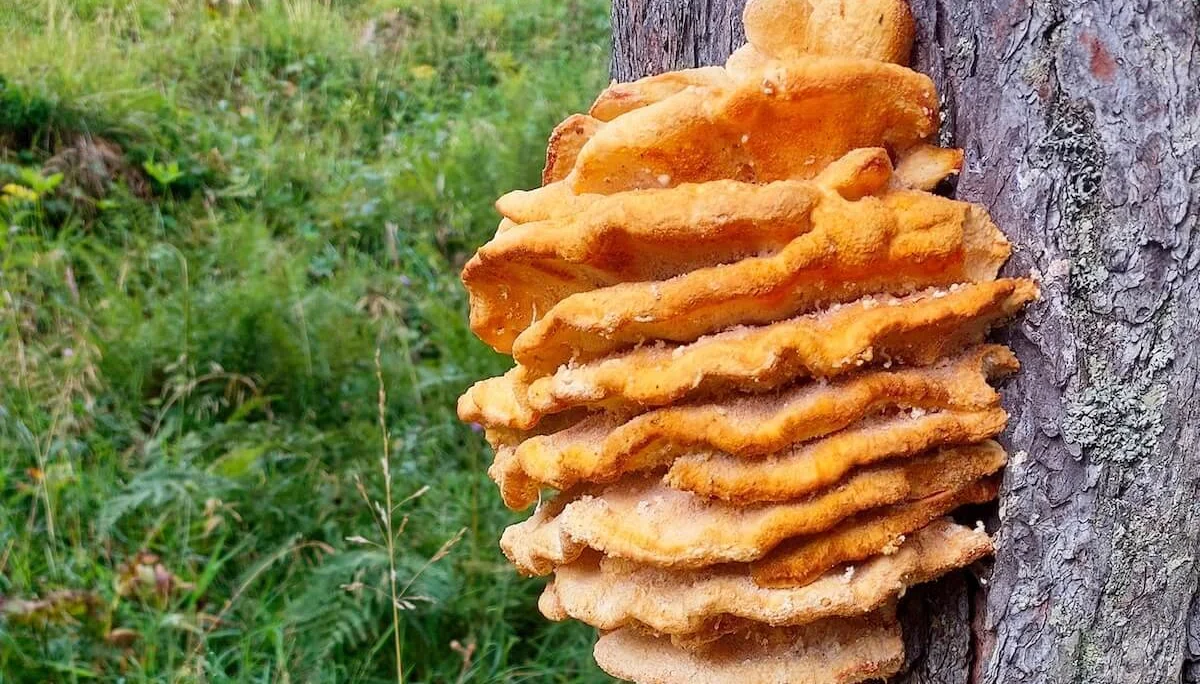 Leuchtend orangefarbener Baumpilz wächst in mehreren Lagen am Stamm, im Hintergrund Waldwiese mit Laub. | © DAV Markt Schwaben ·Foto: Lutz Gründel