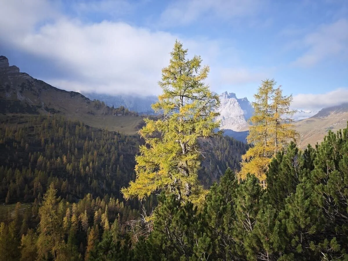 Im Vordergrund herbstlich gefärbte Nadelbäume, dahinter bewaldete Hänge und felsige Gipfel unter wolkigem Himmel. | © DAV Markt Schwaben · Foto: Matzinger
