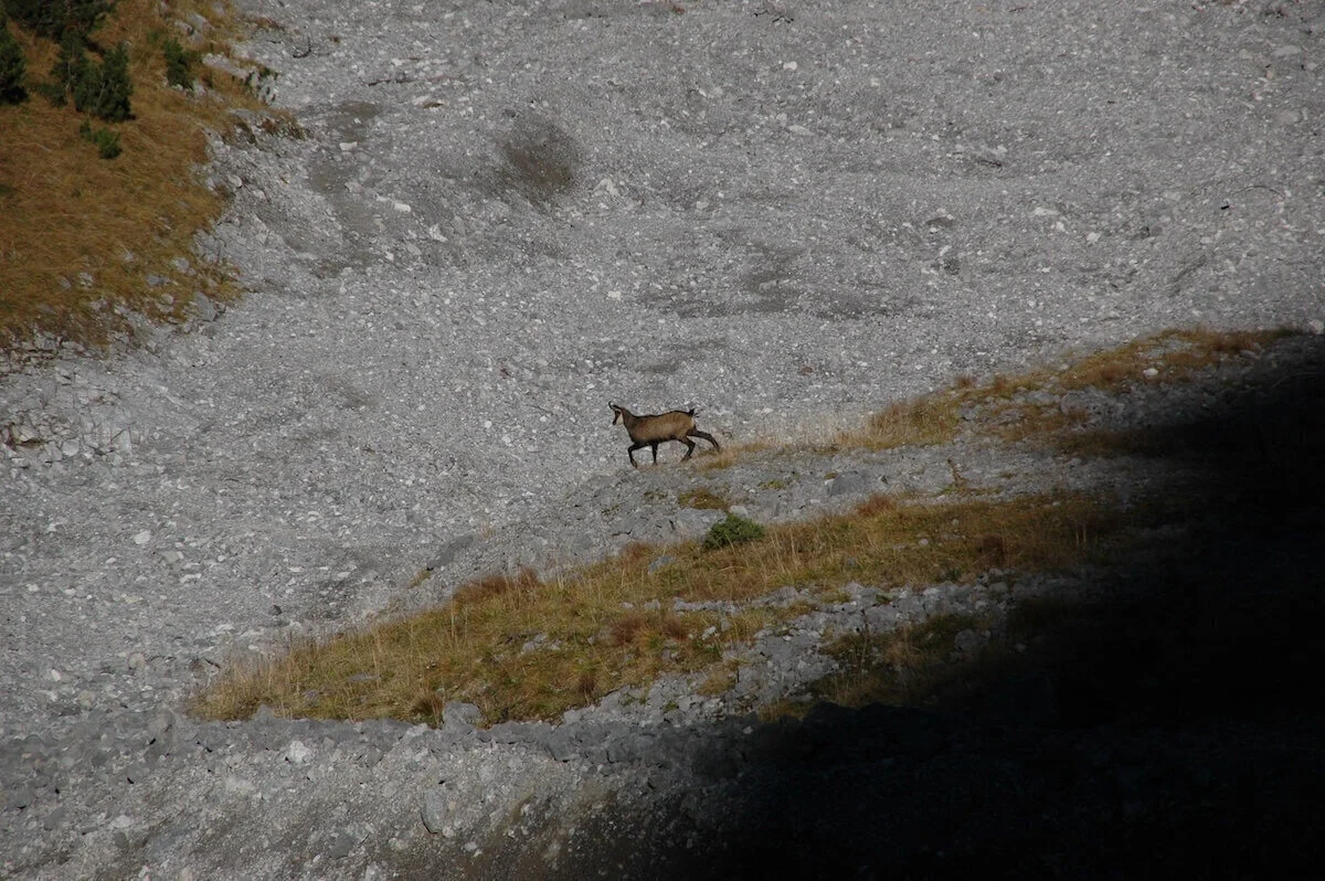 Eine Gemse steht auf einem grasigen Fleck inmitten von Geröll und Felsen; steiles Gelände mit spärlicher Vegetation. | © DAV Markt Schwaben · Foto: Matzinger