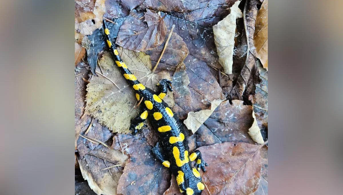 Ein schwarz-gelb gefleckter Feuersalamander liegt im Vordergrund auf trockenen Blättern, Waldboden im Hintergrund. | © DAV Markt Schwaben · Foto: Hubert Inhofer