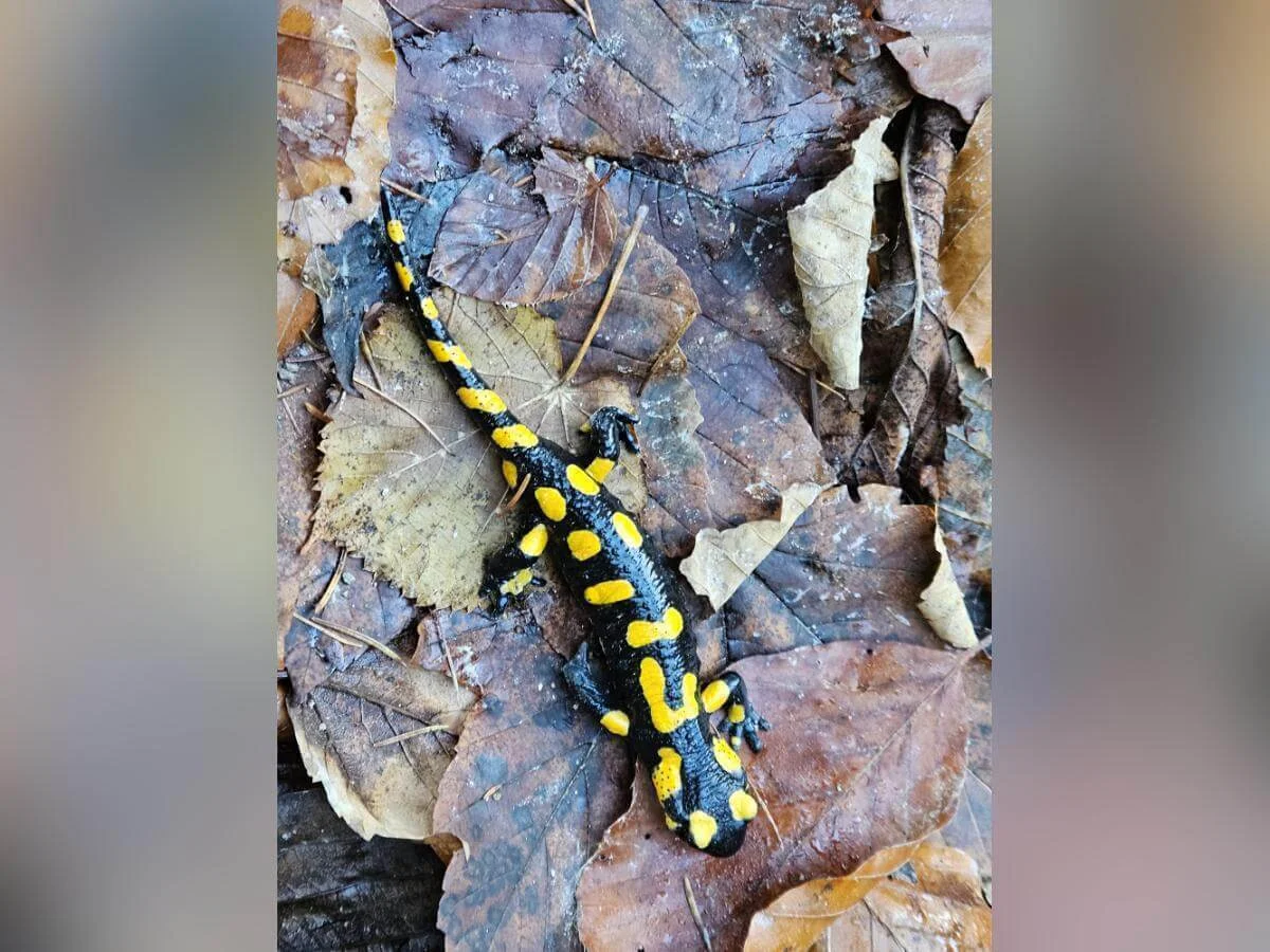 Ein schwarz-gelb gefleckter Feuersalamander liegt im Vordergrund auf trockenen Blättern, Waldboden im Hintergrund. | © DAV Markt Schwaben · Foto: Hubert Inhofer