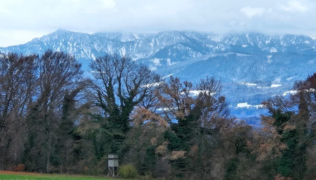 Grünes Feld vor kahlen Bäumen mit Jagdstand, im Hintergrund schneebedeckte Gipfel des Mangfallgebirges. | © DAV Markt Schwaben · Foto: Hubert Inhofer