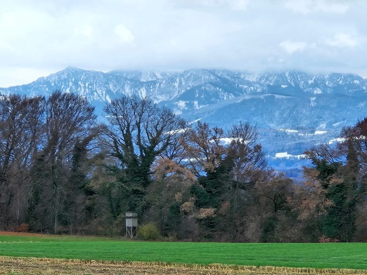 Grünes Feld vor kahlen Bäumen mit Jagdstand, im Hintergrund schneebedeckte Gipfel des Mangfallgebirges. | © DAV Markt Schwaben · Foto: Hubert Inhofer