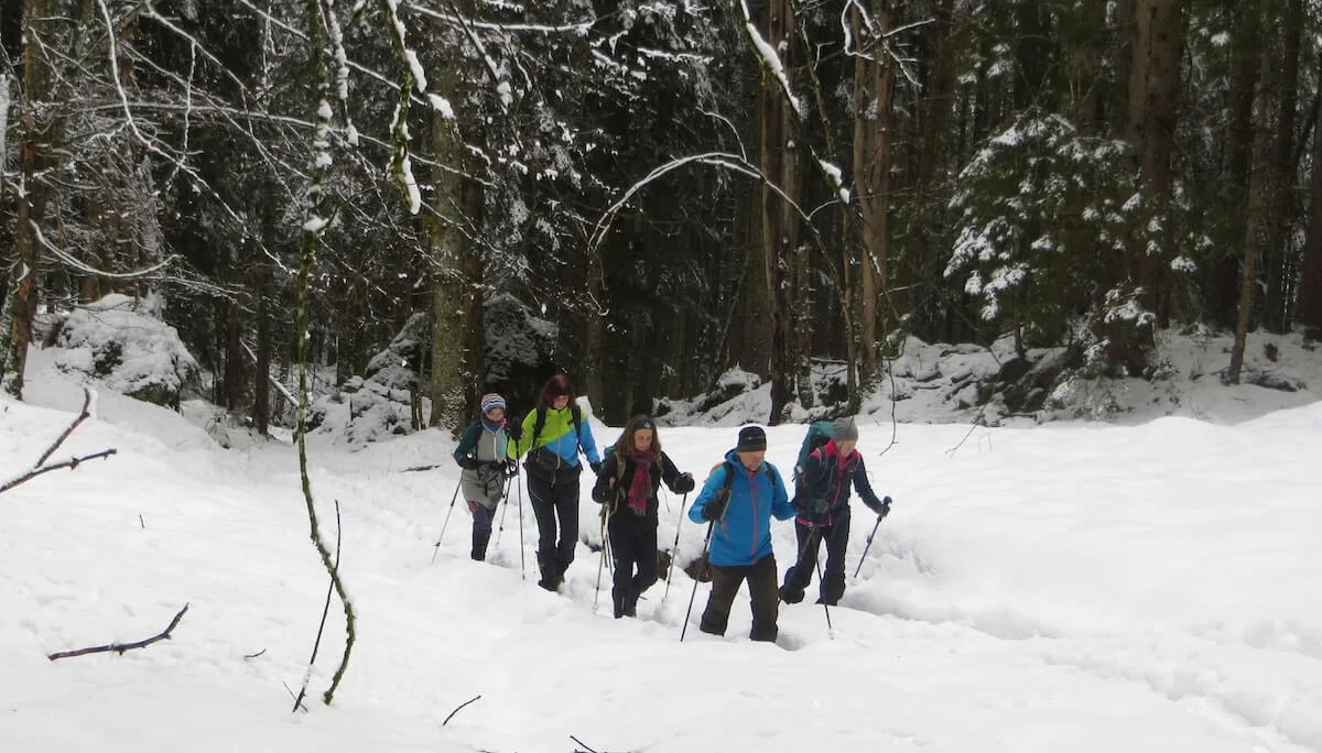Sechs Wandernde folgen einem tief verschneiten Waldpfad mit Winterausrüstung; hohe Tannen rahmen die Szene ein. | © DAV Markt Schwaben | Foto: Gerlinde Hübl