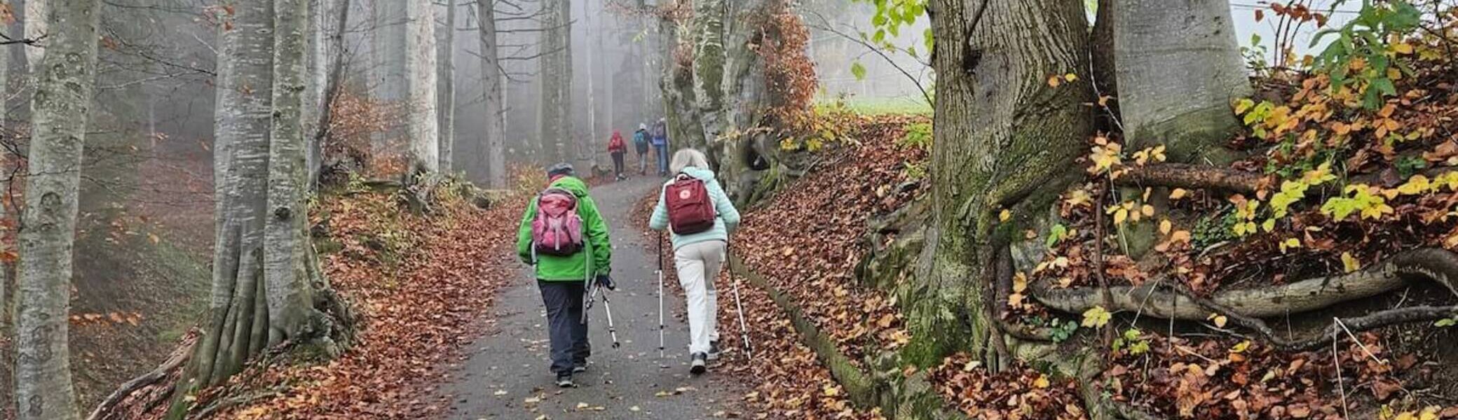 Auf dem geteerten Fahrweg zur Schwarzenbergalm | © Hubert Inhofer 2024