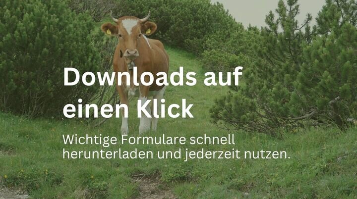 Der Text „Downloads auf einen Klick – Wichtige Formulare schnell herunterladen und jederzeit nutzen“ ist über ein Bild einer braunen Kuh mit weißen Gesichtsmustern und Hörnern gelegt, die auf einer grünen Wiese vor Büschen und Bäumen steht. | © DAV Markt Schwaben | Foto Susanne Mayerl