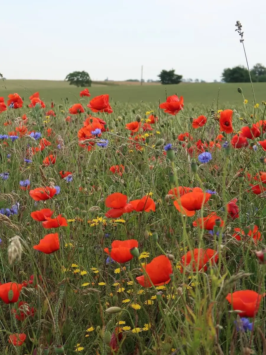 Eine artenreiche Blumenwiese mit roten Mohnblumen, blauen Kornblumen und gelben Wildblumen vor grünen Feldern und einzelnen Bäumen unter einem hellblauen Himmel. | © DAV Markt Schwaben/Susanne Mayerl